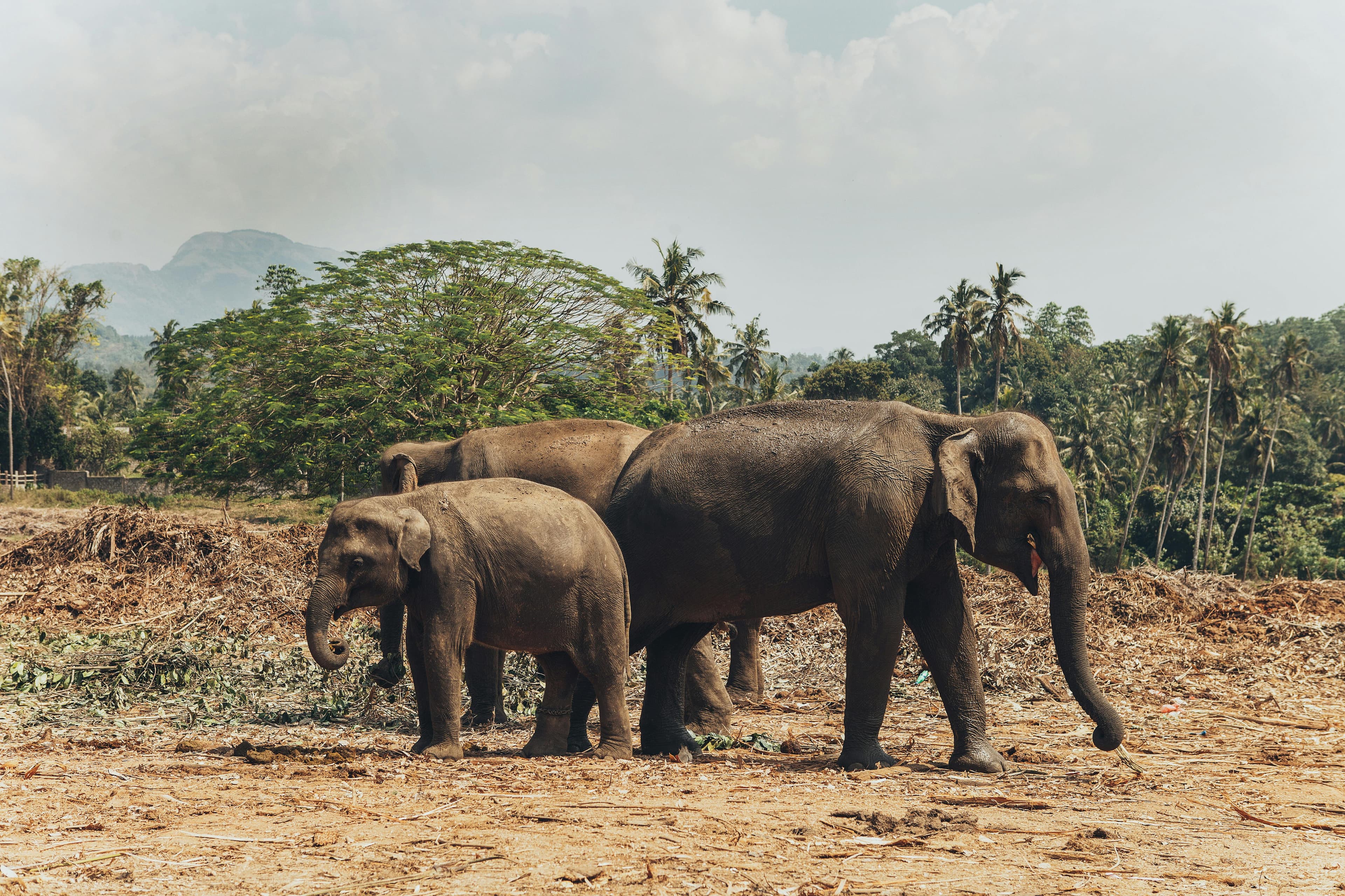 Elephants in Nepal