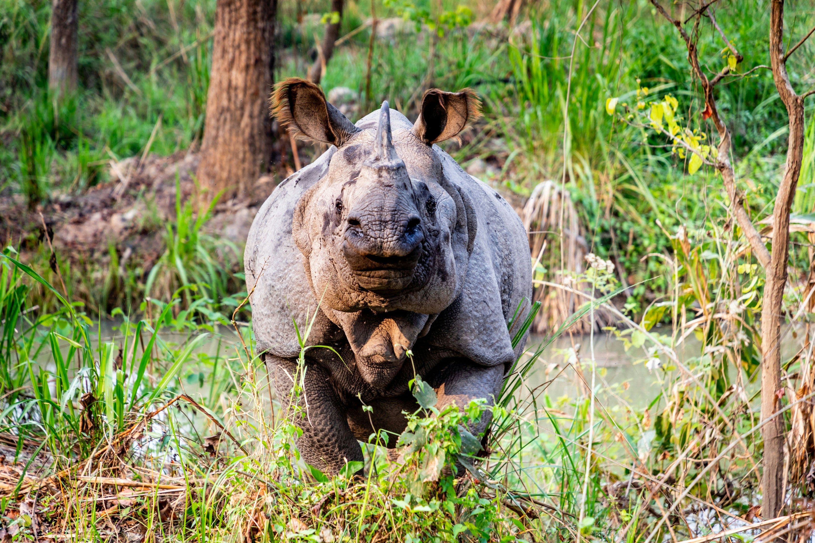 Arrival in Chitwan & First Safari