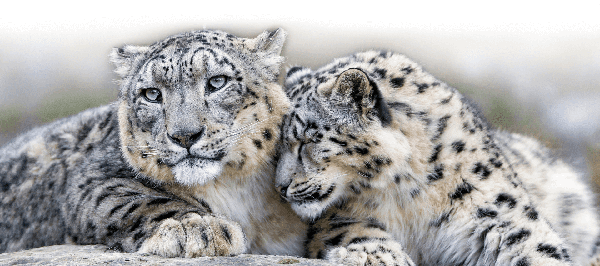 SNOW LEOPARD CONSERVANCY