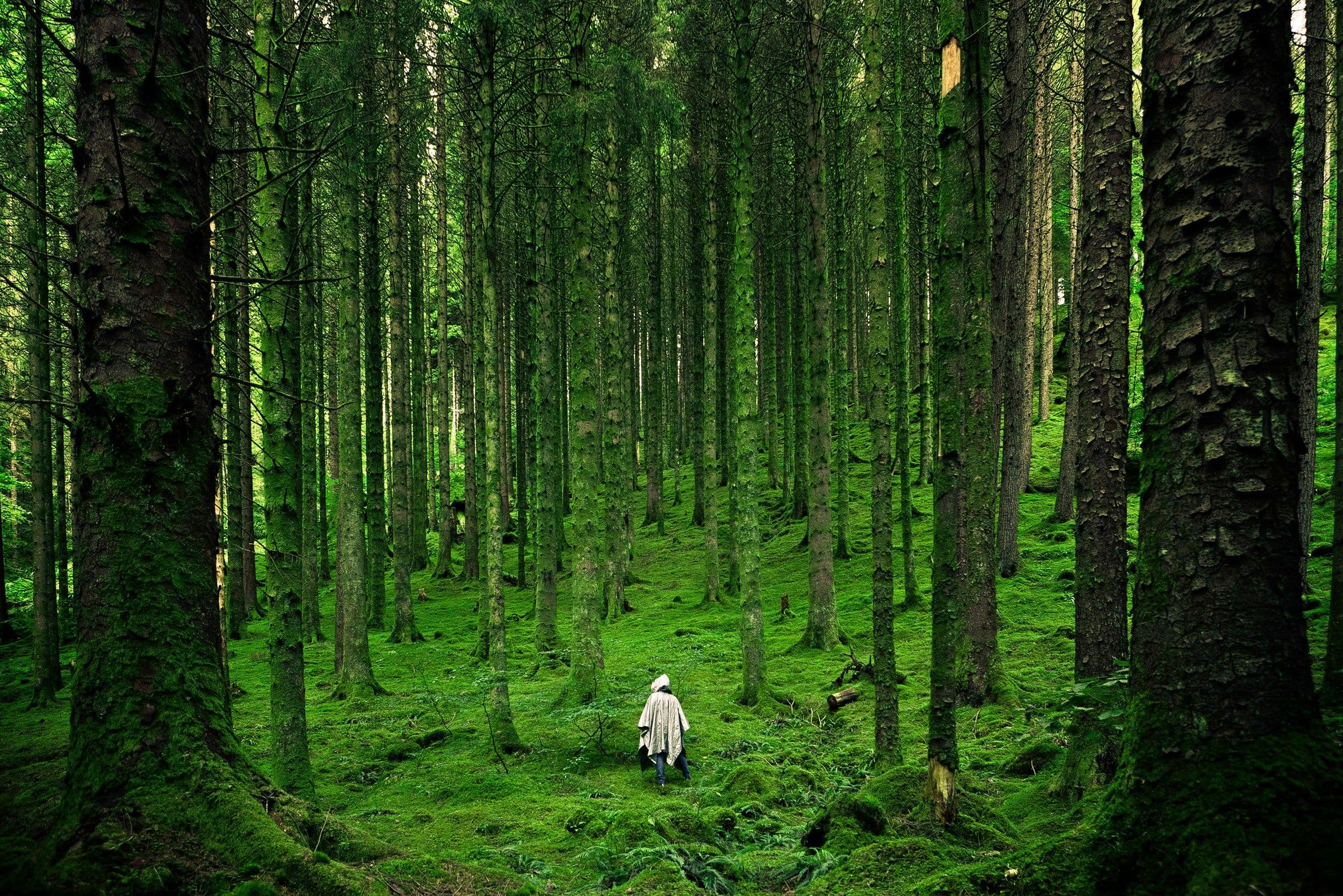 Trek to Peace Pagoda & Forest Meditation