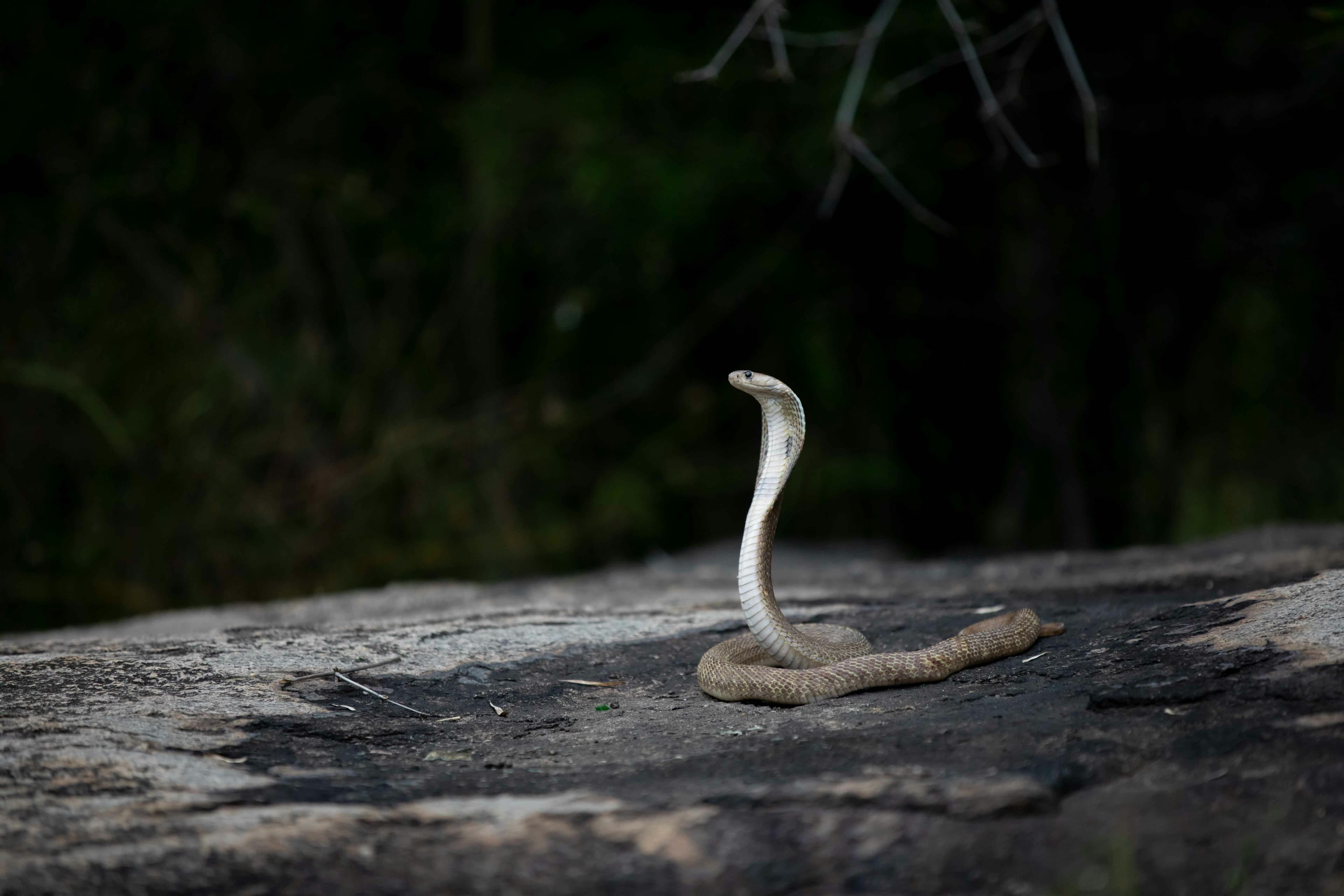 Herping