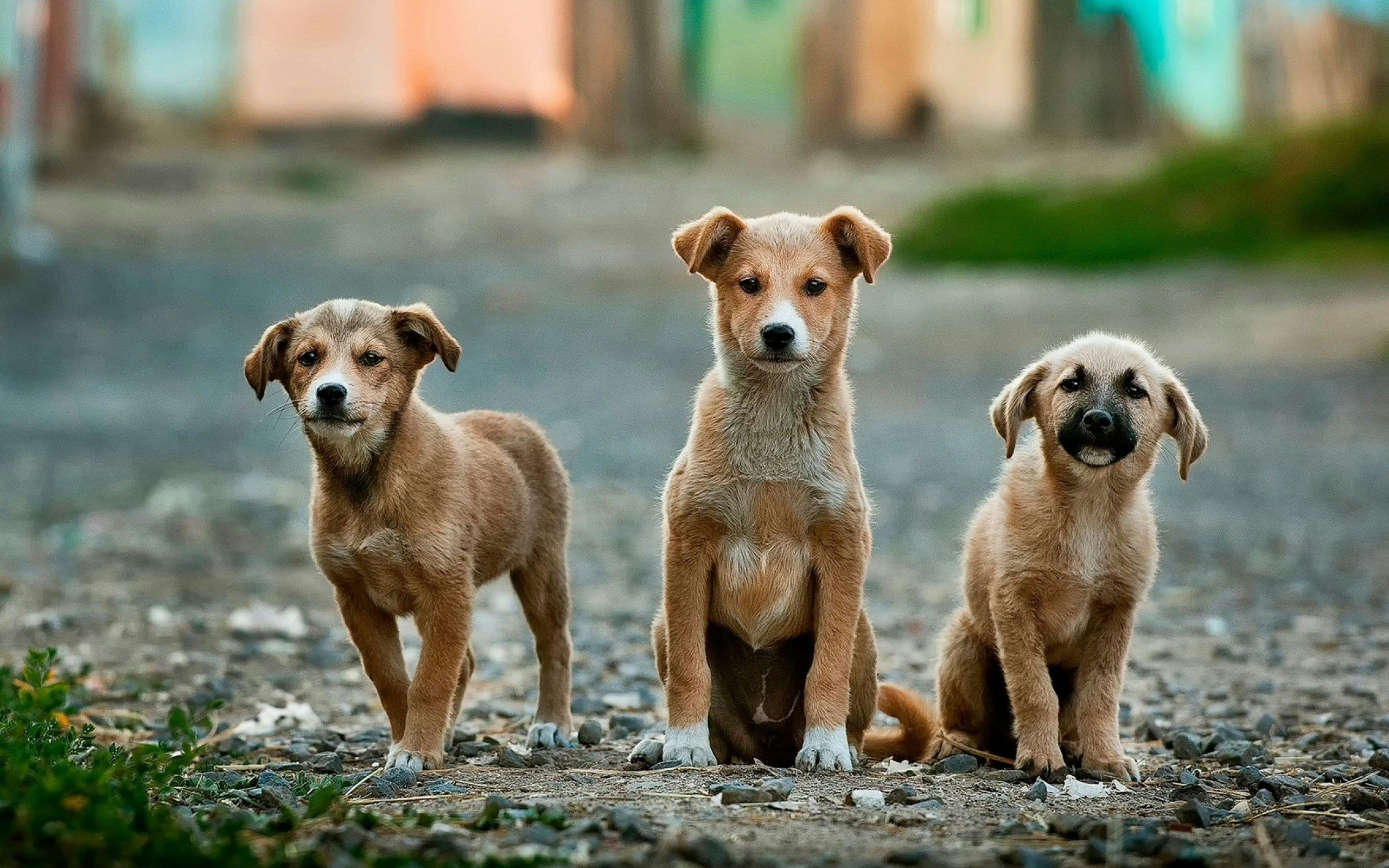 STRAY DOGS PROTECTION