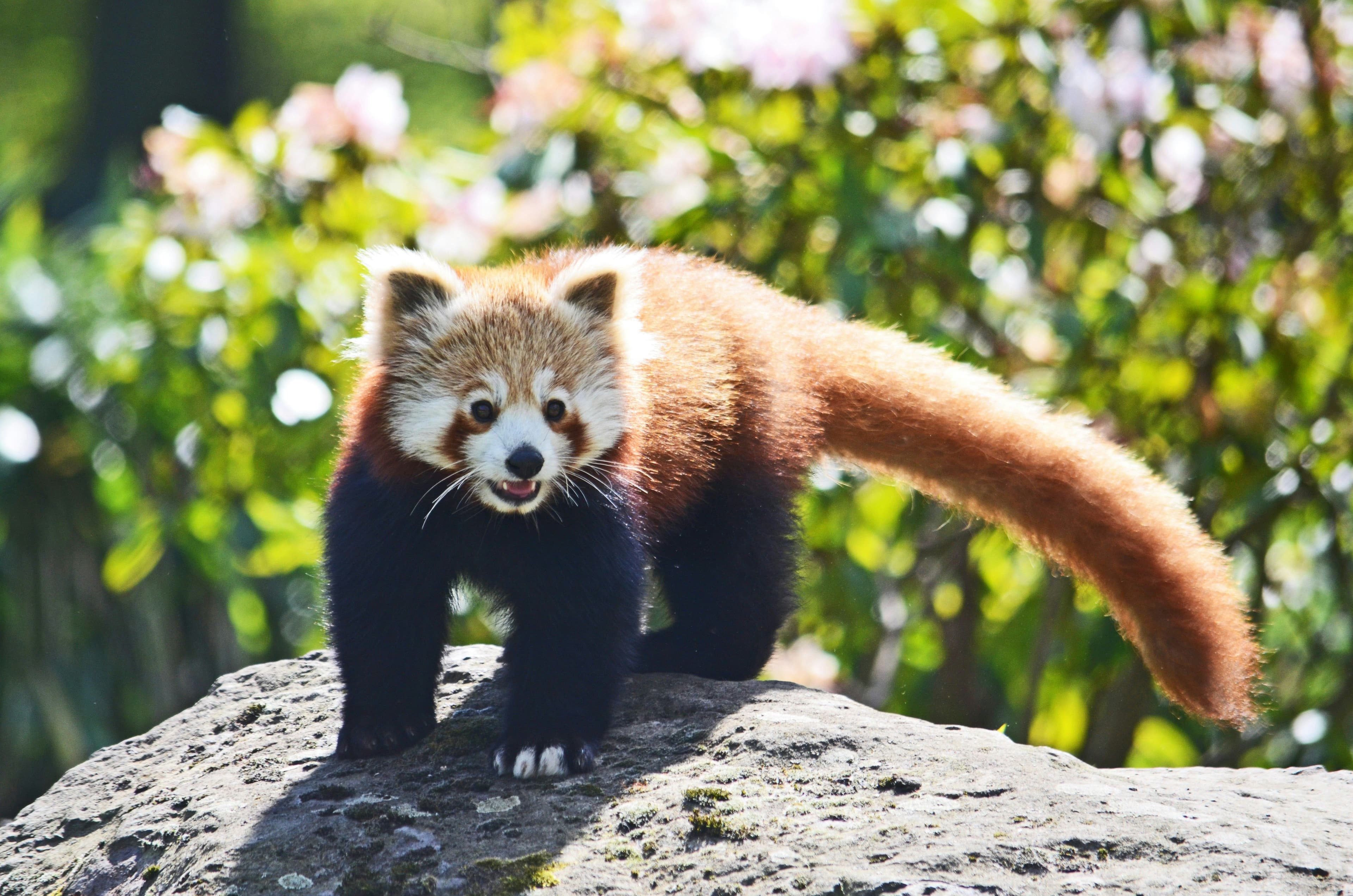 Red panda Trek