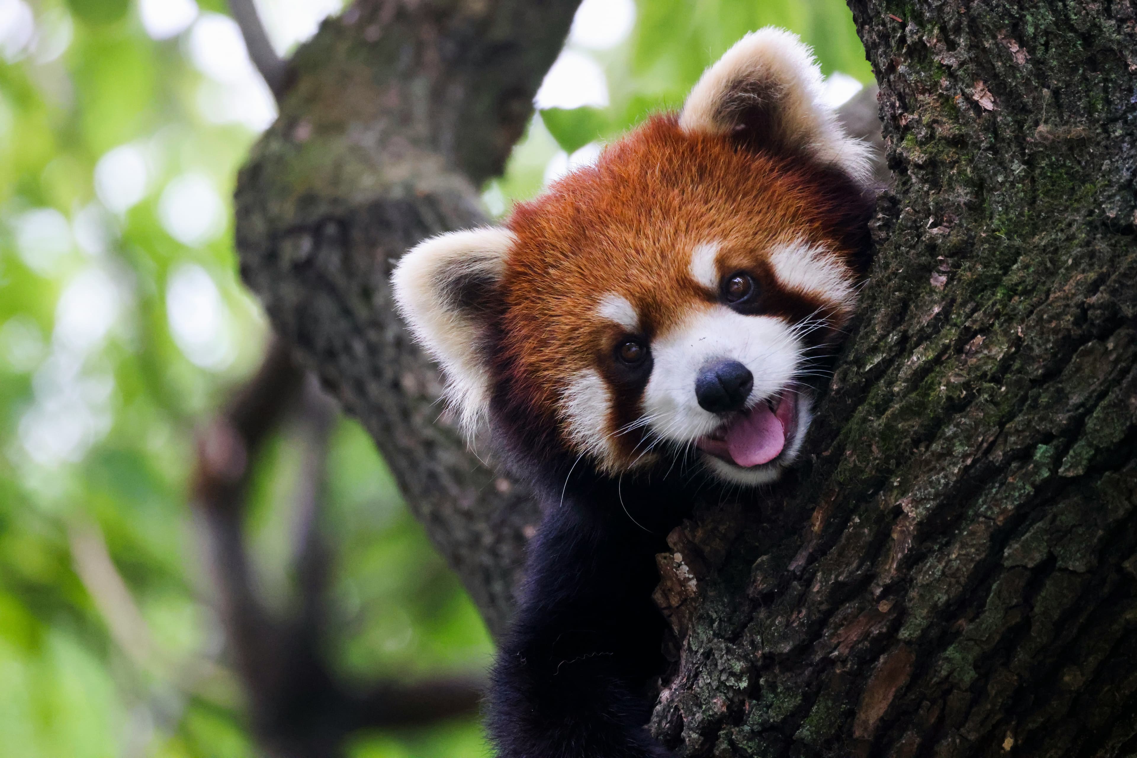 Red Panda Observation Point at Woodland – Rock Thrush Spotting