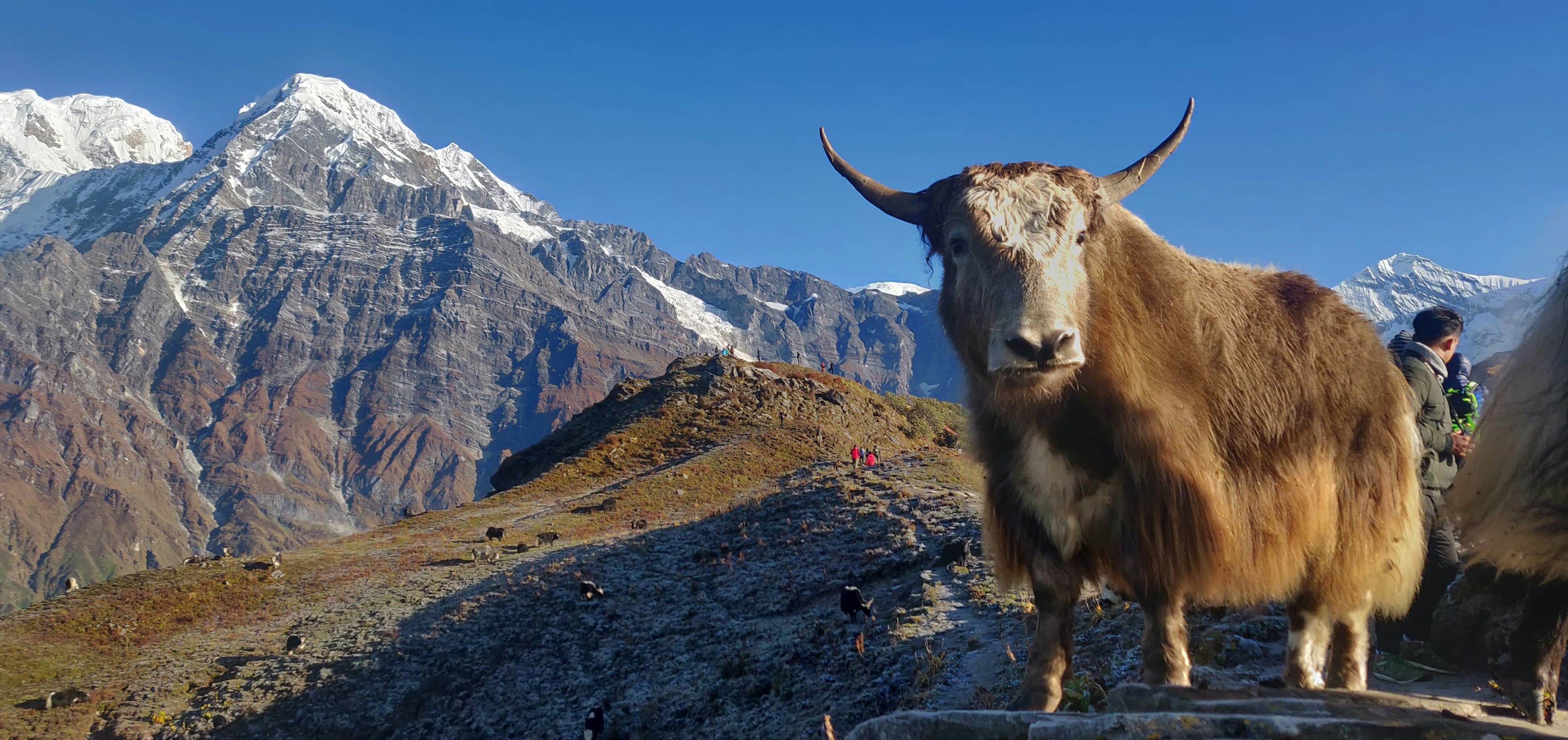 Upper Pisang – Manang (3540m) — Arrival at Base Camp