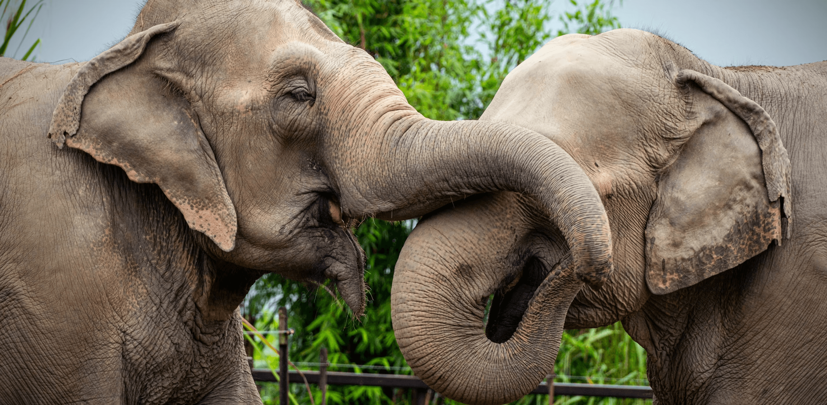STAND UP 4 ELEPHANTS